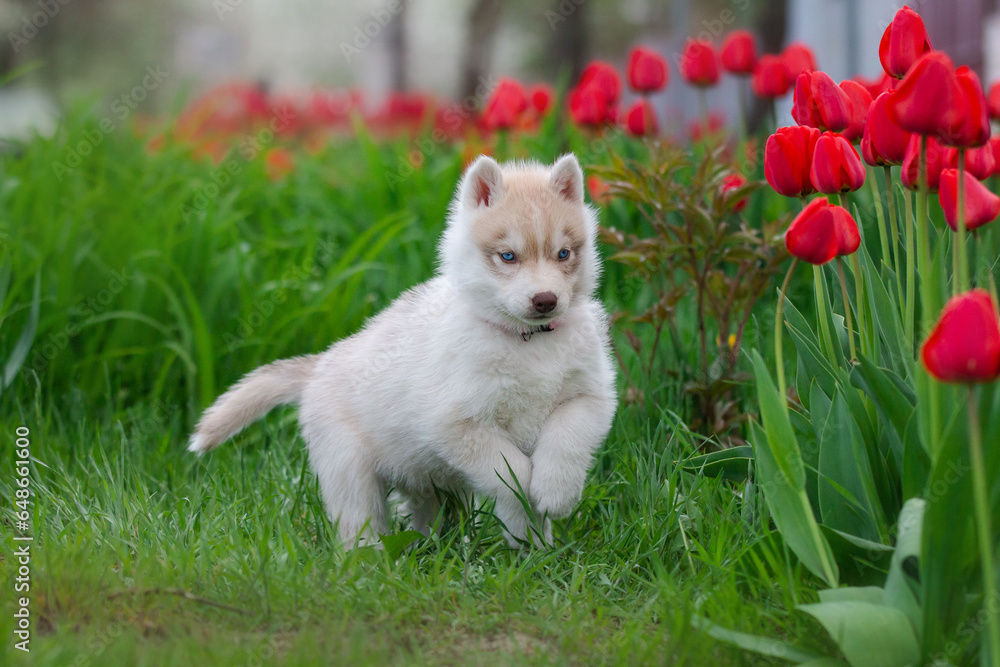 Cute husky puppies in the garden near the tulip flowers