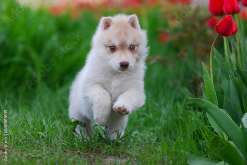 Cute husky puppies in the garden near the tulip flowers