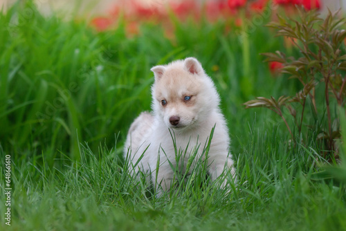 Cute husky puppies in the garden near the tulip flowers
