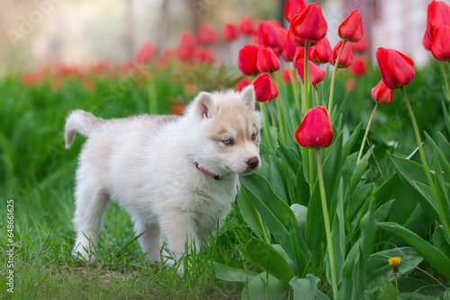Cute husky puppies in the garden near the tulip flowers