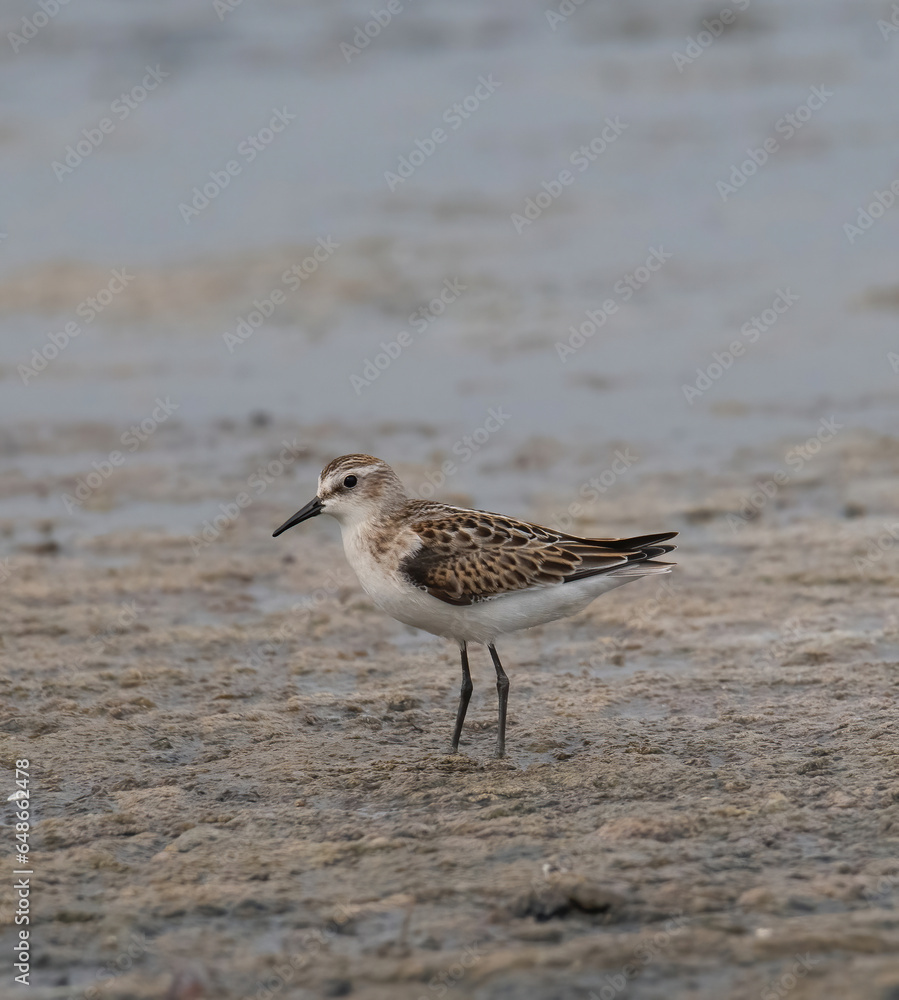 A Little Stint, Calidris minuta standing in the water