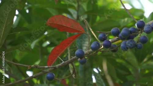 Elaeocarpus ganitrus (Jenitri, Ganitri, ganiter atau ganitris, kimkungtsi).The fruit is purple in color with quite large seeds and is usually used as beads in jewelry  photo