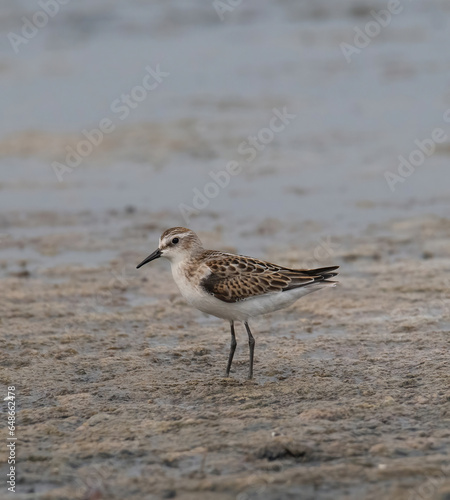 Obraz na płótnie A Little Stint, Calidris minuta standing in the water w salonie