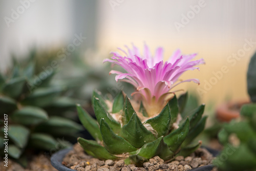 Ariocarpus Fissuratus cactus with pink flower photo