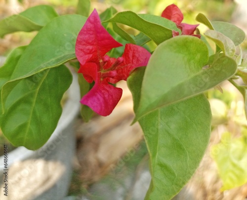 Bougenvil or Bougainvillea Glabra with green leaves in the morning 