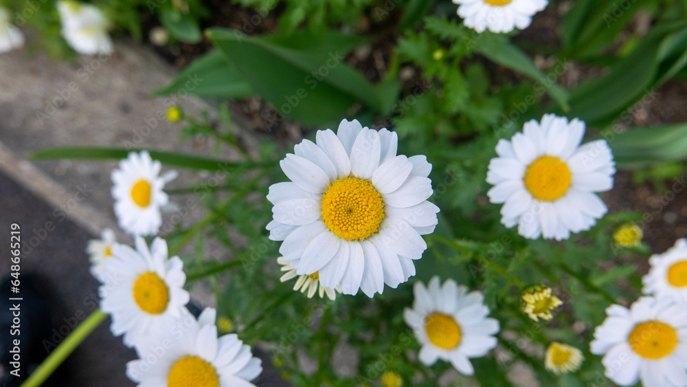 daisies in a garden daisies in a garden