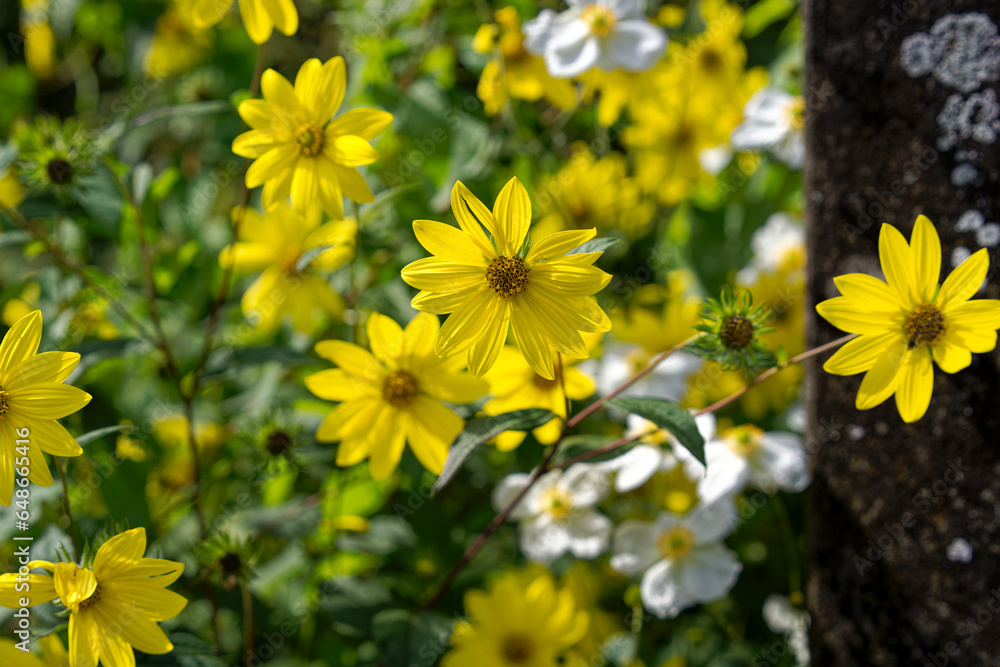 Close-up of beautiful yellow Daisy flowers at farm at City of Zürich on a sunny late summer afternoon. Photo taken September 15th, 2023, Zurich, Switzerland. Close-up of beautiful yellow Daisy flowers at farm at City of Zürich on a sunny late summer afternoon. Photo taken September 15th, 2023, Zurich, Switzerland.