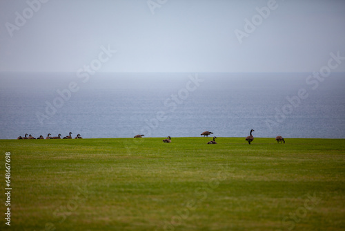 birds on grass in front of ocean