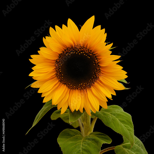 Helianthus annuus, the common sunflower, isolated on black background