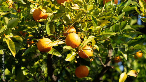 oranges on tree