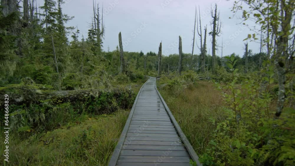 Boardwalk through over growth rain forest in British Columbia