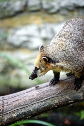 ring-tailed coati