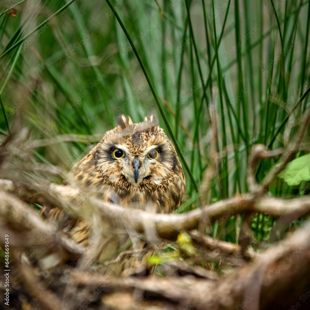 short-eared owl hiding in the grass short-eared owl hiding in the grass