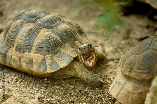 Herman's Tortoise in attack position with open mouth photo