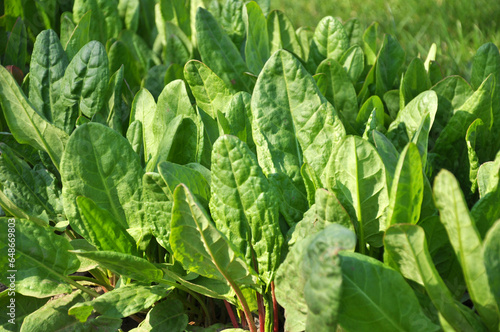 In the open ground in the garden grows sorrel. photo