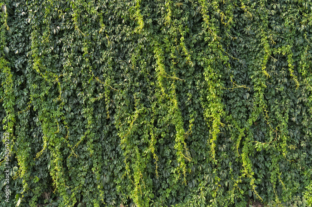 Wall delimiting a property covered with ivy