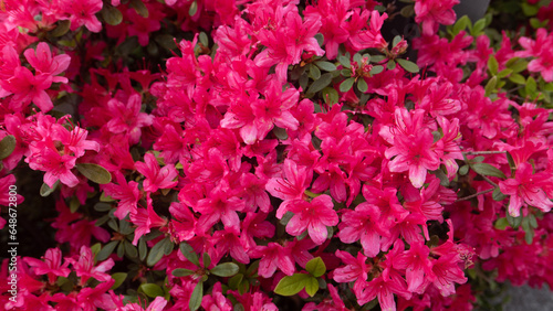 pink royal azalea flowers