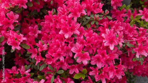 Canvas Print pink royal azalea flowers