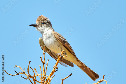 Great Crested Flycatcher Perched in Tree 