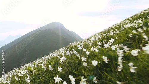 Ground Push in Shot Of Beautiful Breathtaking Daffodil Flower Field On Top Of The Mountain, Hill Golica, At Western Karavanke, With Hiking Road, Shiny Sky With Clouds in The Background.