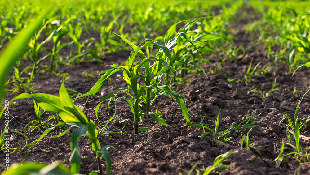 corn sprouts grow on the field. Selective focus. corn sprouts grow on the field. Selective focus.