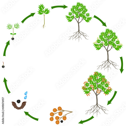 Life cycle of sapindus soap tree on a white background.