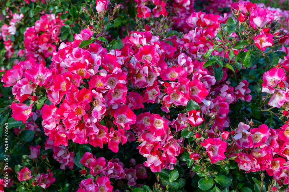 Carefree Spirit Shrub Rose in a garden. California, United States - June, 2023. Carefree Spirit Shrub Rose in a garden. California, United States - June, 2023.