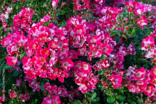 Carefree Spirit Shrub Rose in a garden. California  United States - June  2023.  