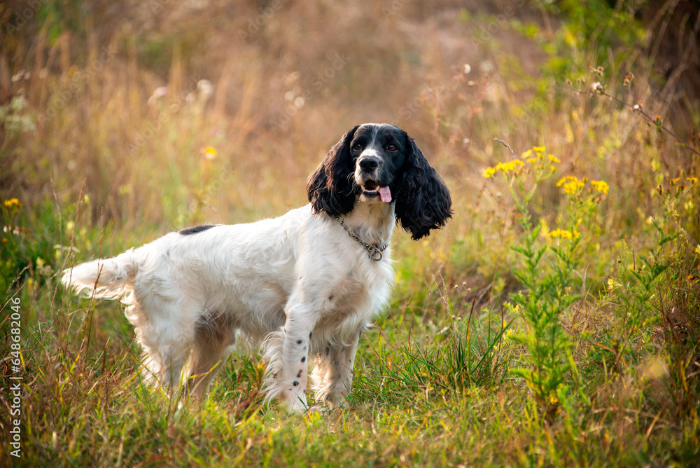 Charming white and black hunting spaniel on a walk in the park. Hunting dog breeds.