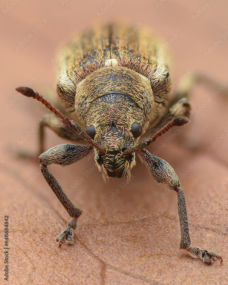 Portrait of a weevil with brown to copper scales with stripes (Common Leaf Weevil, Phyllobius pyri) Portrait of a weevil with brown to copper scales with stripes (Common Leaf Weevil, Phyllobius pyri)