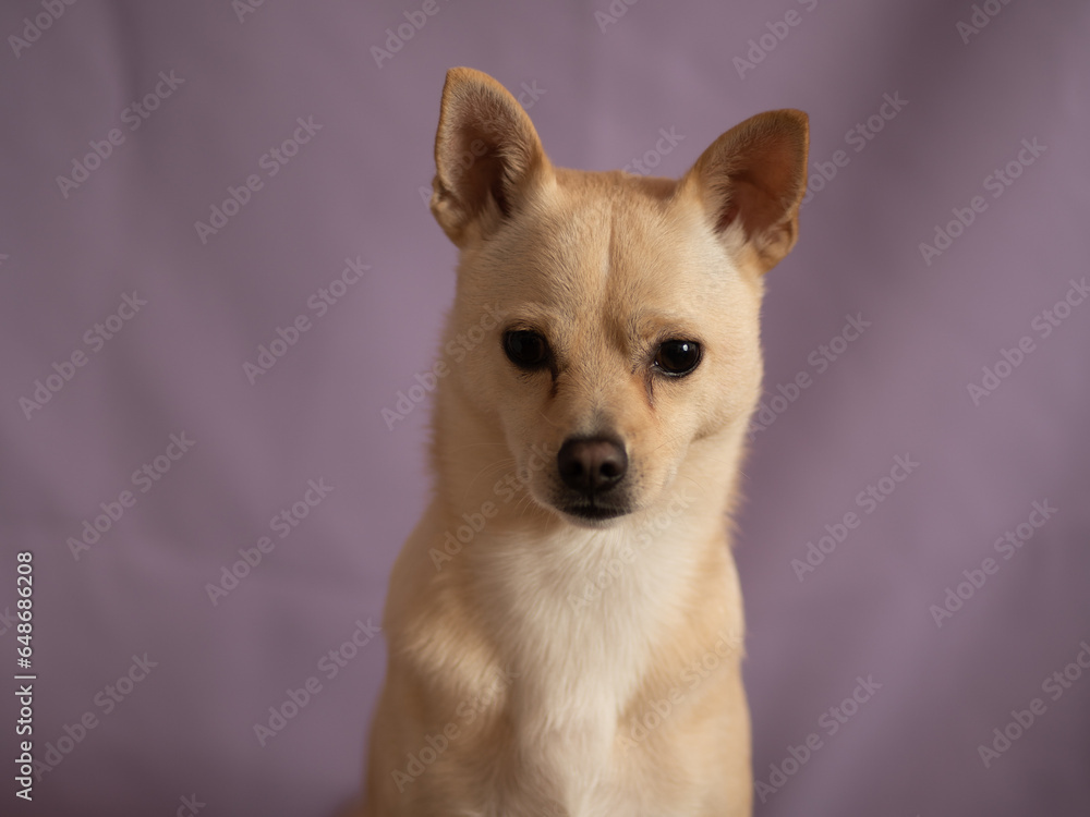 Foto de estudio de perro chihuahua con fondo lila Foto de estudio de perro chihuahua con fondo lila
