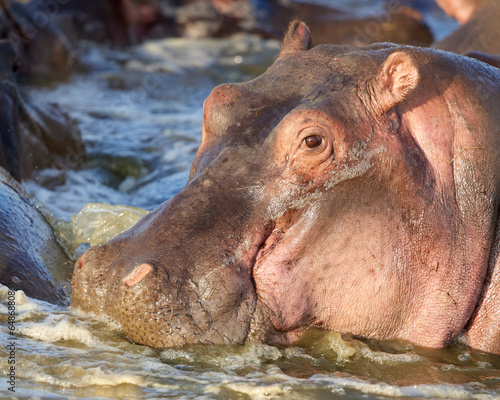 Smiling Hippo in Water
