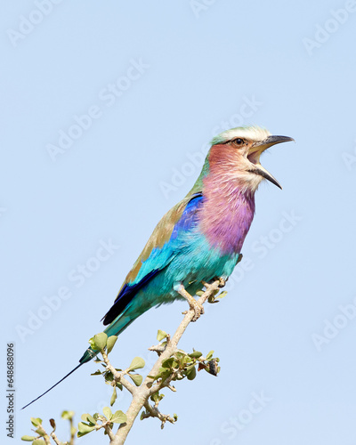 Lilac Breasted Roller Bird Singing on Branch