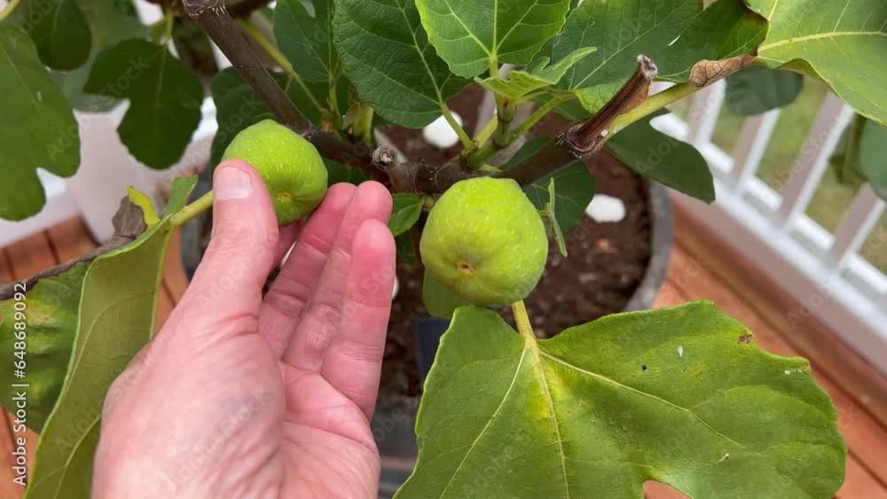 Male hand inspecting ripe fig fruit on tree before deciding to harvest Male hand inspecting ripe fig fruit on tree before deciding to harvest