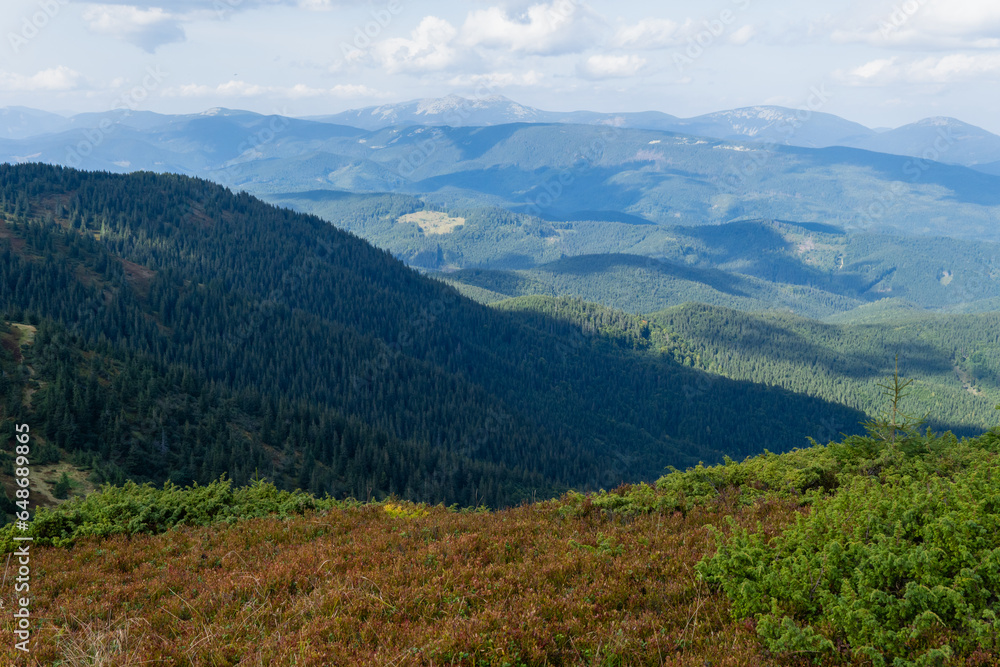 A sunny day in a green mountain meadow. The Carpathians, Ukraine.