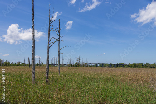 A gorgeous summer landscape with vast miles of tall green grass, thin bare trees, lush green trees and a freeway with blue sky and clouds at Battleship North Carolina in Wilmington North Carolina USA © Marcus Jones