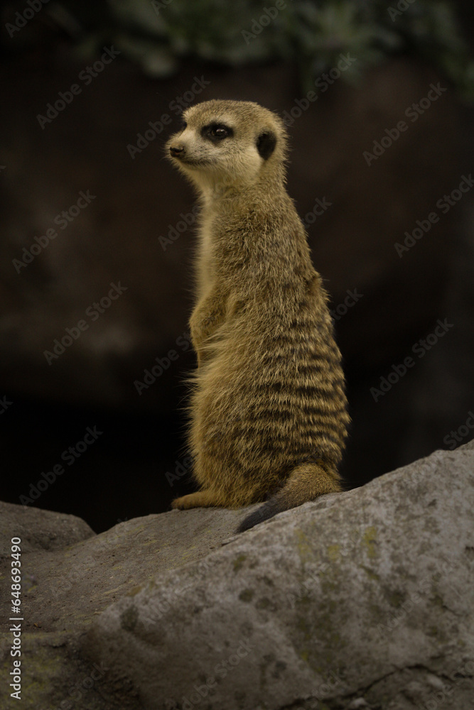 Fototapeta premium Meerkat on guard duty