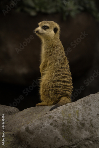 Meerkat on guard duty © Andrea