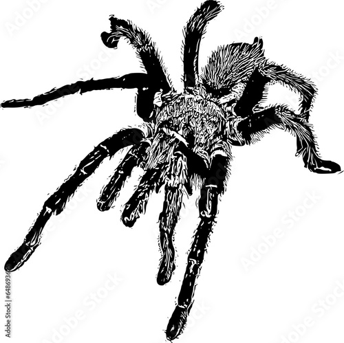 Realistic detailed sketch of a Texas Brown Tarantula