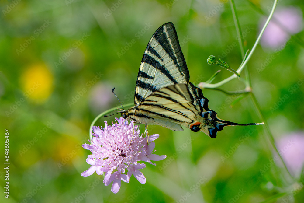 Macro shots, Beautiful nature scene. Closeup beautiful butterfly sitting on the flower in a summer garden. Macro shots, Beautiful nature scene. Closeup beautiful butterfly sitting on the flower in a summer garden.