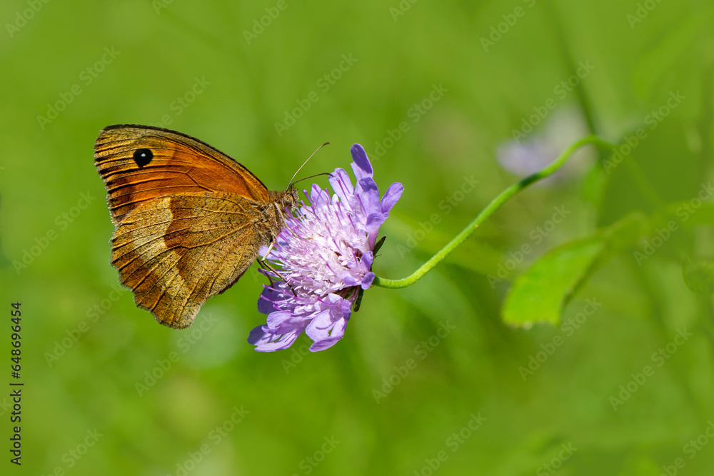 Macro shots, Beautiful nature scene. Closeup beautiful butterfly sitting on the flower in a summer garden. Macro shots, Beautiful nature scene. Closeup beautiful butterfly sitting on the flower in a summer garden.