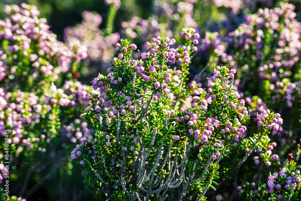 Obraz premium Blooming heather flowers