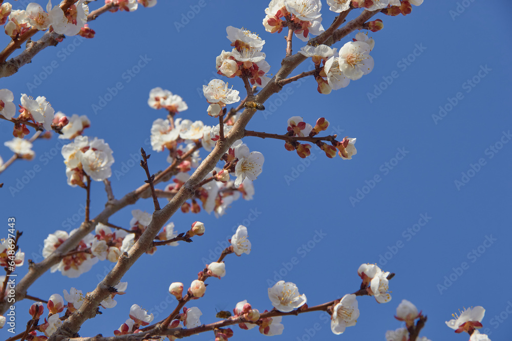 Selective focus of beautiful branches of white blossoms on the tree under blue sky, Beautiful Sakura flowers during spring season in the park, Floral pattern texture, Nature background. Selective focus of beautiful branches of white blossoms on the tree under blue sky, Beautiful Sakura flowers during spring season in the park, Floral pattern texture, Nature background.