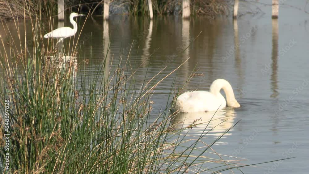 cygne, en gros plan, dans une réserve naturelle dans la Camargue cygne, en gros plan, dans une réserve naturelle dans la Camargue