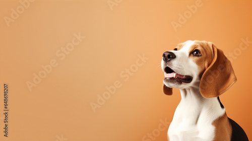 Beagle, cute dog. Web banner with copy space