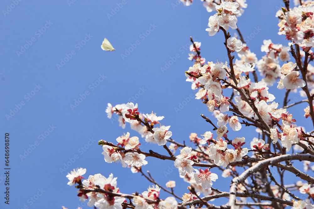 Selective focus of beautiful branches of white blossoms on the tree under blue sky, Beautiful Sakura flowers during spring season in the park, Floral pattern texture, Nature background. Selective focus of beautiful branches of white blossoms on the tree under blue sky, Beautiful Sakura flowers during spring season in the park, Floral pattern texture, Nature background.