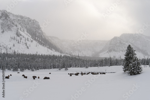 herd of bison in snowy landscape with trees and mountain