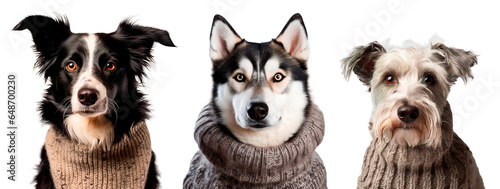 Border Collie, Siberian husky and fox terrier dog wearing war knit sweaters over isolated white background