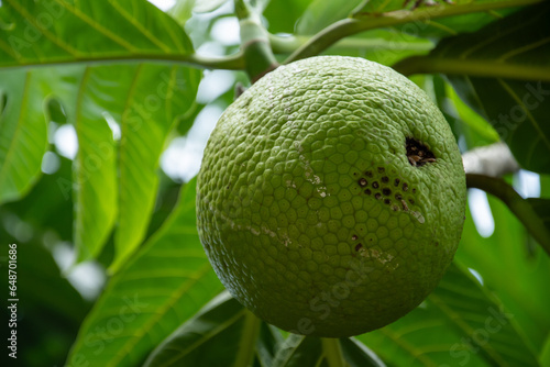 close-up of breadfruit in a breadfruit tree. Leaves in the background. Photo shot in Martinique in 2020.