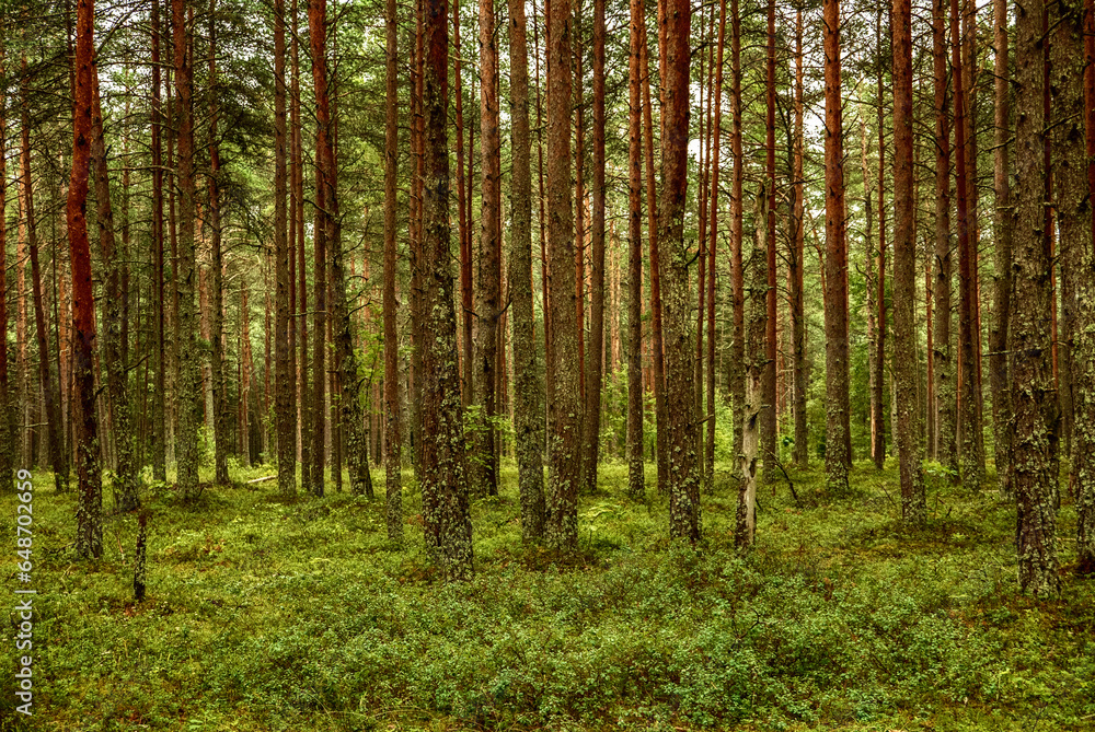 Fototapeta premium Dark pine forest
